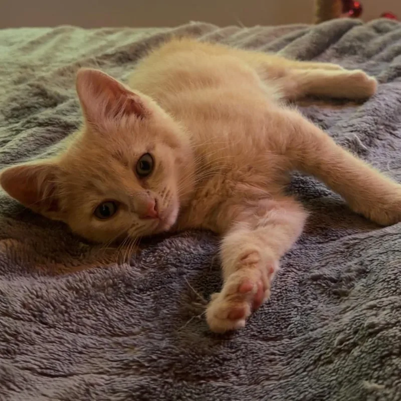 A baby small-sized male Buff / Tan / Fawn Domestic Short Hair cat named Duskendale for adoption in Fredericksburg, VA
