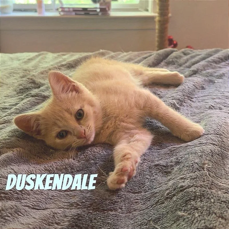 Duskendale thumbnail 5