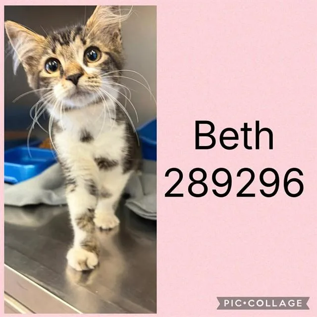 A baby small-sized female Domestic Medium Hair cat named Beth for adoption in Macon, GA