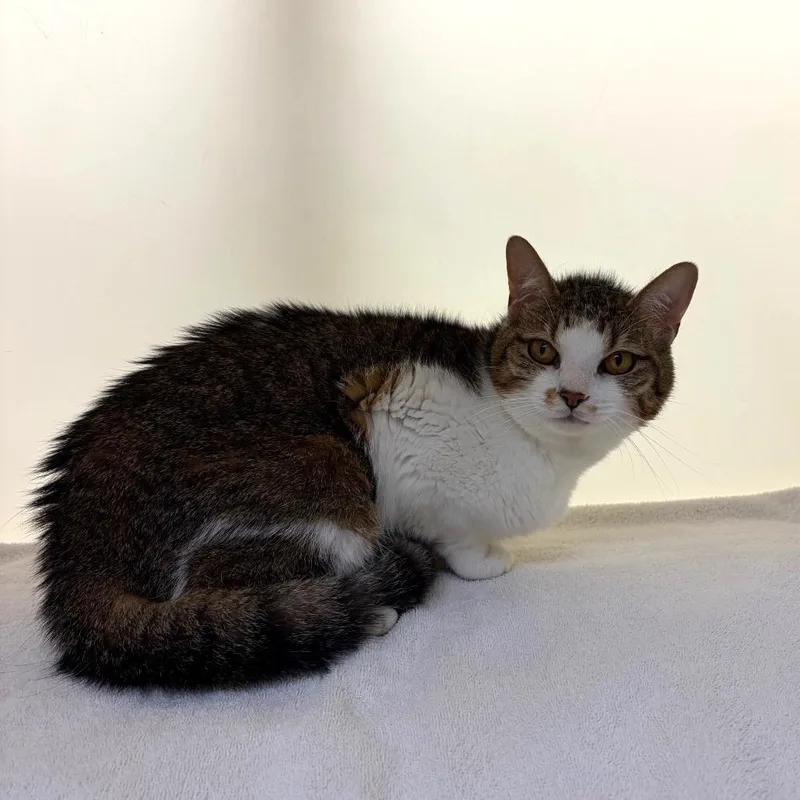 An adult medium-sized female Brown / Chocolate Domestic Short Hair cat named Po for adoption in Harrisonburg, VA
