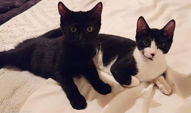 A baby small-sized male Domestic Short Hair cat named Tito for adoption in Springfield, MA