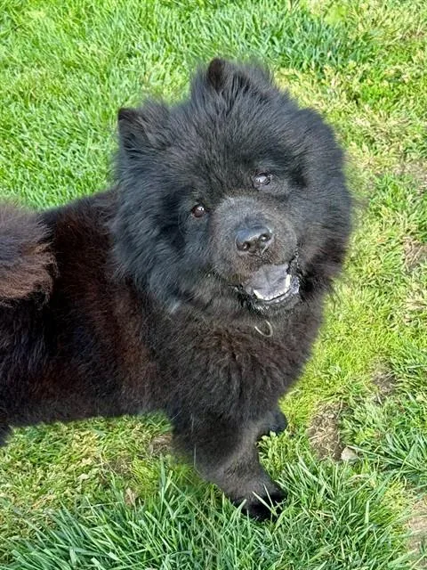 An adult medium-sized male Chow Chow dog named Abyss for adoption in Olivette, MO