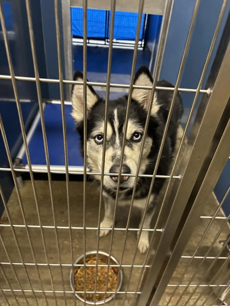An adult medium-sized male Siberian Husky dog named Colby for adoption in Sunnyvale, TX