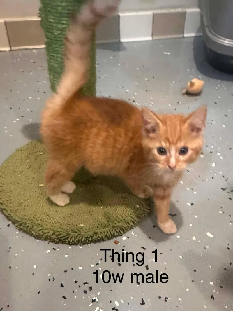 A baby medium-sized male Orange / Red Domestic Short Hair cat named Thing for adoption in New York, NY