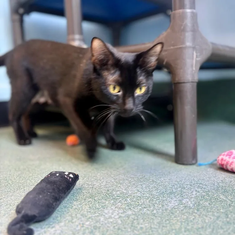 An adult medium-sized female Black Domestic Short Hair cat named Mama Mia for adoption in New Fairfield, CT