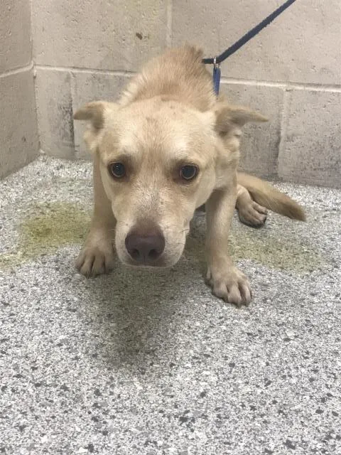 A young medium-sized male Cardigan Welsh Corgi dog named A for adoption in Conroe, TX