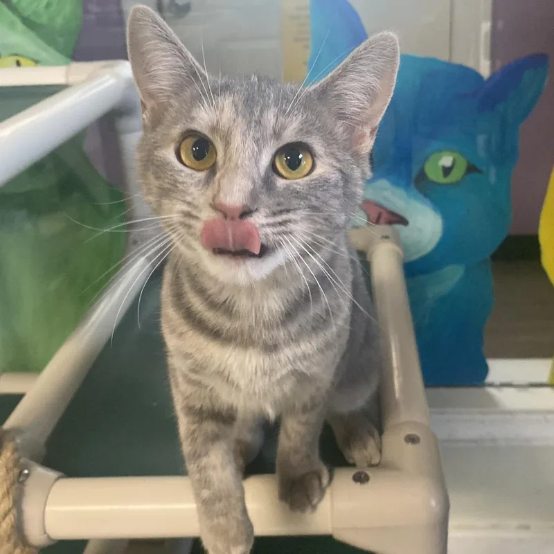 A young small-sized female Brown / Chocolate Domestic Short Hair cat named Gumdrop for adoption in Fletcher, NC