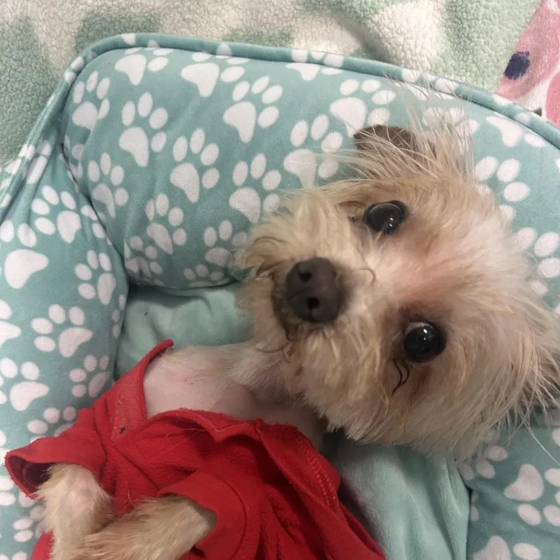 Peanut thumbnail 2