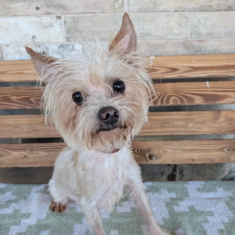 Peanut thumbnail 3