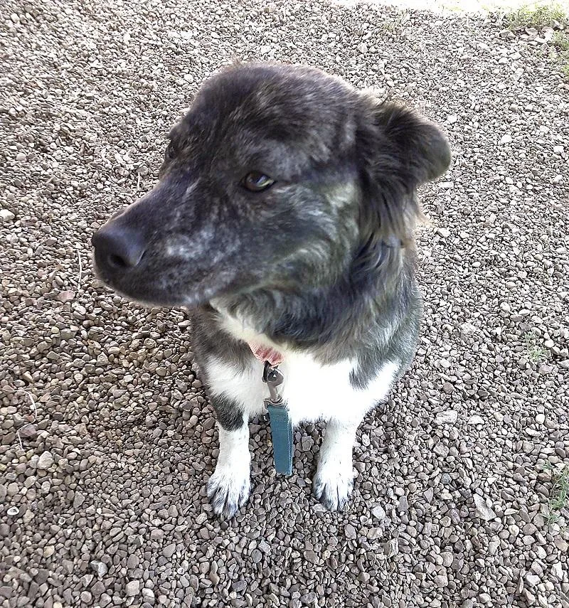 A young medium-sized female Gray / Blue / Silver Mixed Breed dog named Winnie for adoption in Pegram, TN