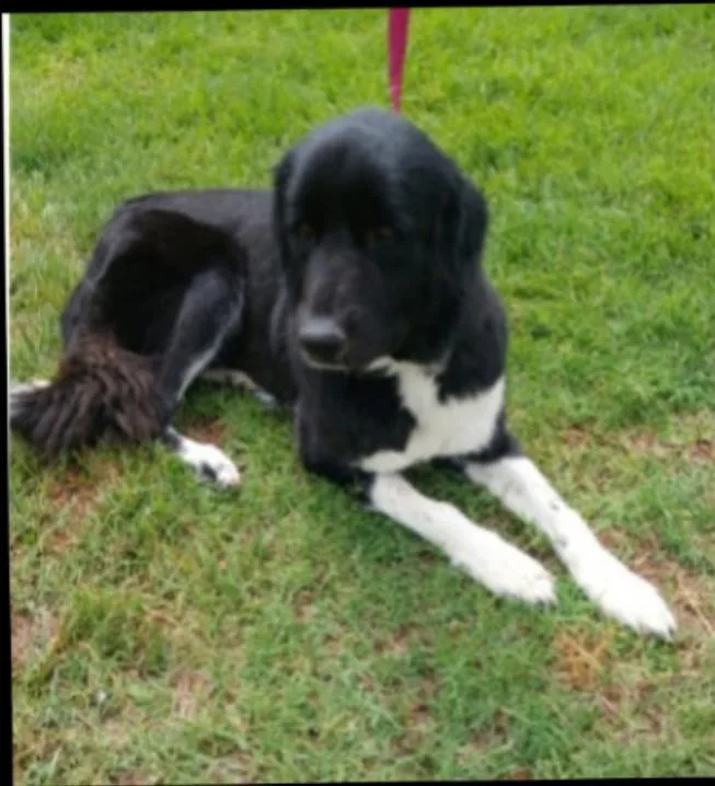 A young large-sized female Newfoundland Dog dog named Anne for adoption in Thompson Falls, MT