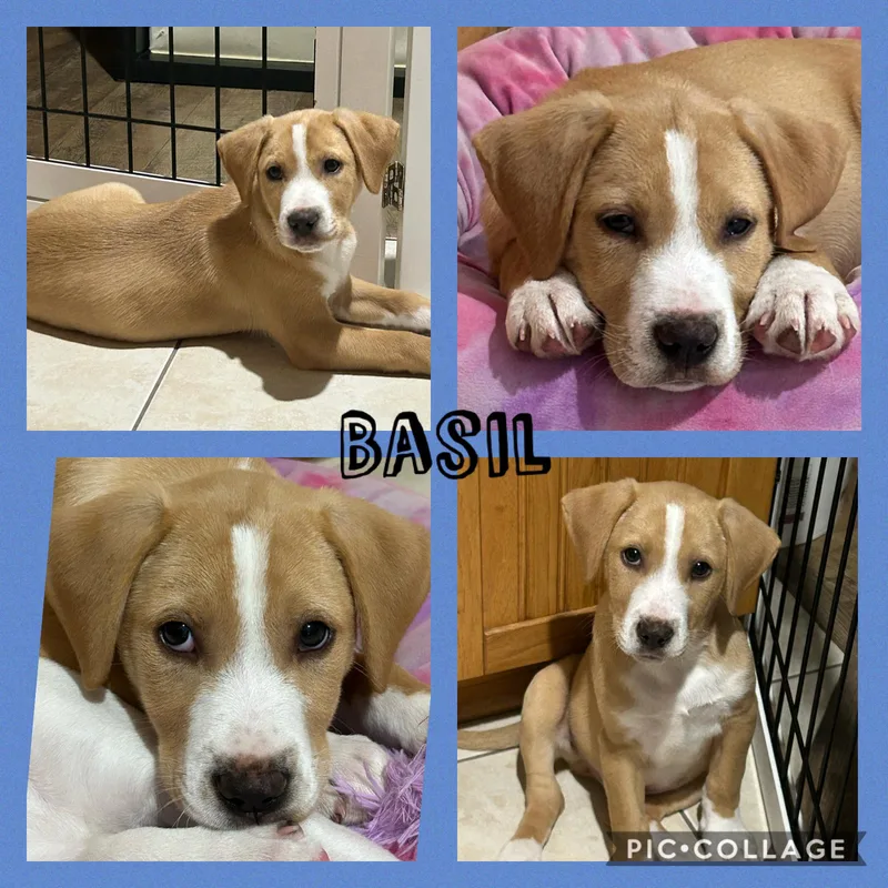 A baby medium-sized male Hound dog named Basil for adoption in Walnutport, PA