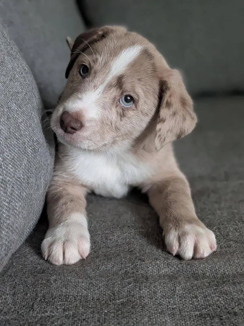 A baby large-sized male Australian Shepherd dog named Steelheart for adoption in Newport, KY