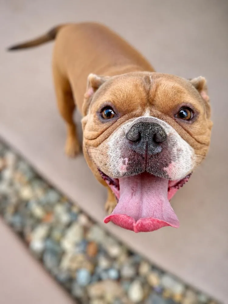 An adult large-sized female American Bulldog dog named Sasha for adoption in Wilton, CA