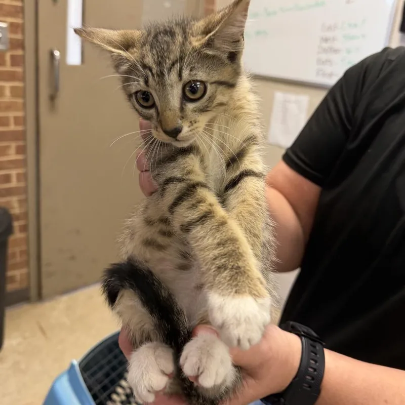 A baby small-sized male Brown / Chocolate Domestic Short Hair cat named Jade for adoption in Birmingham, AL