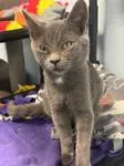 A baby medium-sized male Gray / Blue / Silver Domestic Short Hair cat named Snickers for adoption in Chico, CA