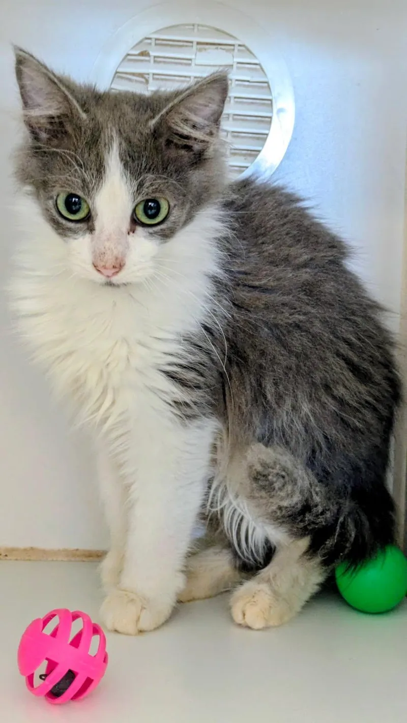 A baby medium-sized male Gray & White Domestic Long Hair cat named Joy for adoption in Eureka, CA
