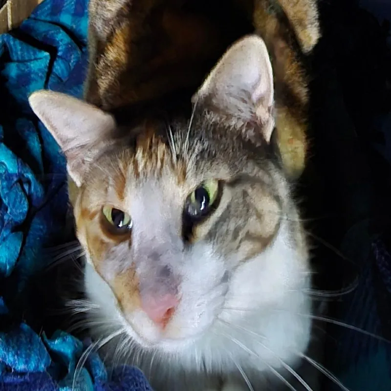 An adult small-sized female Calico Domestic Short Hair cat named Barley for adoption in Grantsville, UT