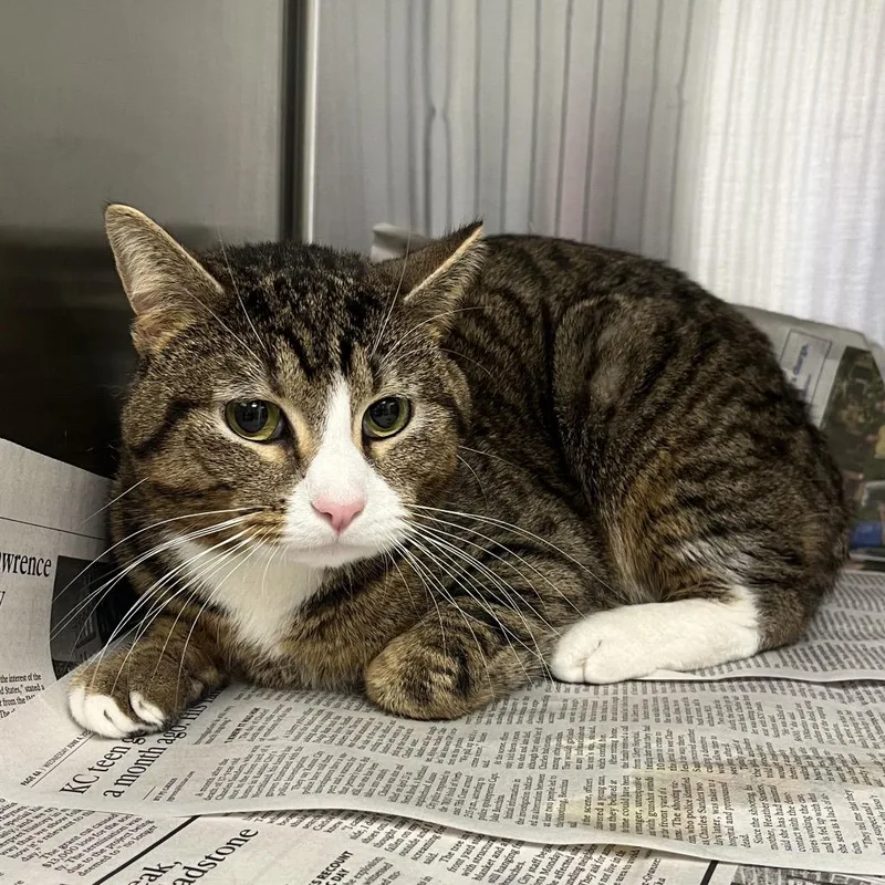 An adult medium-sized male Tabby (Brown / Chocolate) Domestic Short Hair cat named Loki for adoption in Kansas City, KS