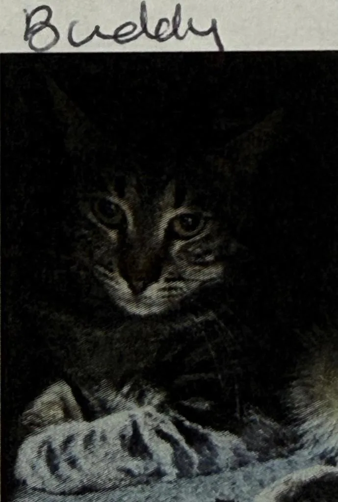 A young small-sized male Domestic Short Hair cat named Buddy for adoption in Thousand Oaks, CA