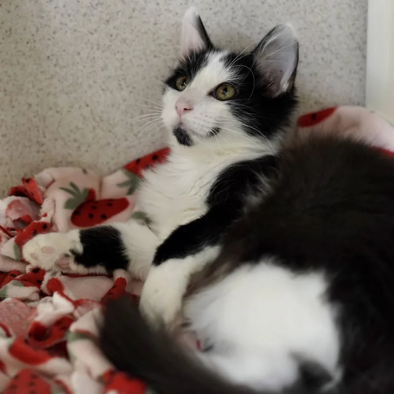 A baby medium-sized male Black Domestic Short Hair cat named Ricotta for adoption in Naperville, IL