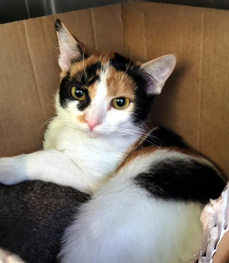 A young medium-sized female Domestic Short Hair cat named Lambie Pie for adoption in Los Angeles, CA