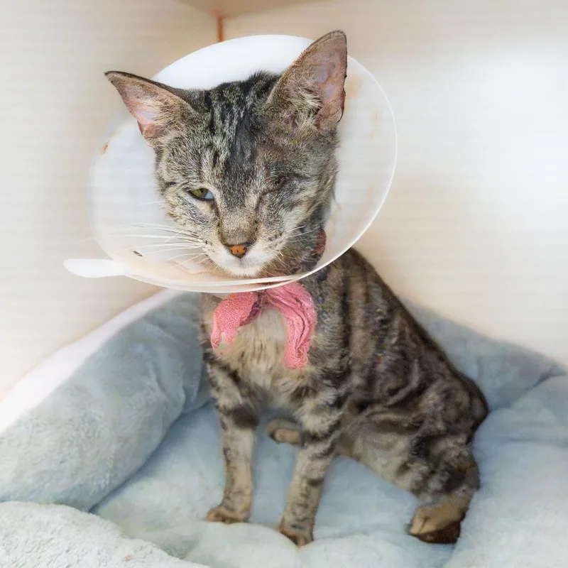 An adult medium-sized male Brown / Chocolate Domestic Short Hair cat named Fortune for adoption in South Elgin, IL