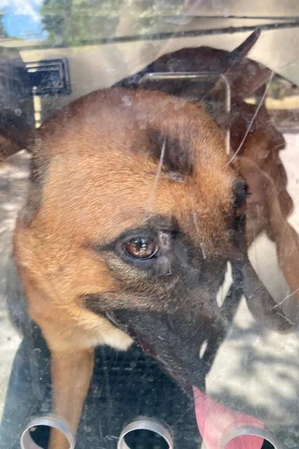 A young medium-sized male Mixed Breed dog named Shepp for adoption in Dallas, TX