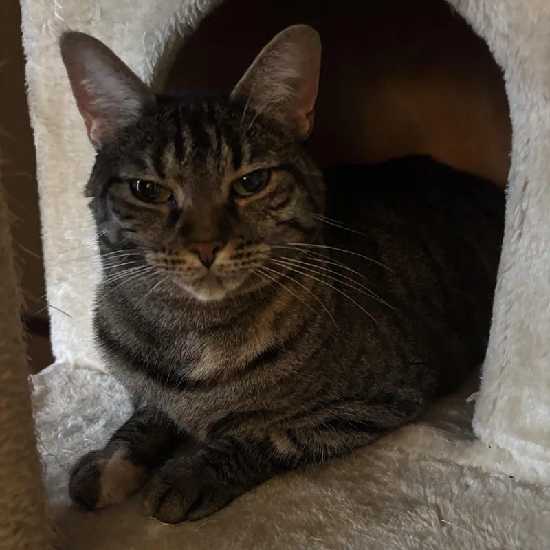 An adult medium-sized female Tabby cat named Lilac for adoption in Melrose, MA