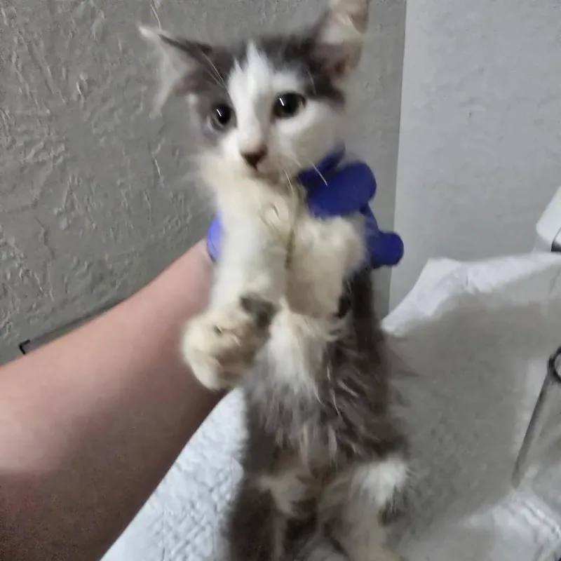 A baby small-sized female White Domestic Medium Hair cat named Boink for adoption in Leander, TX