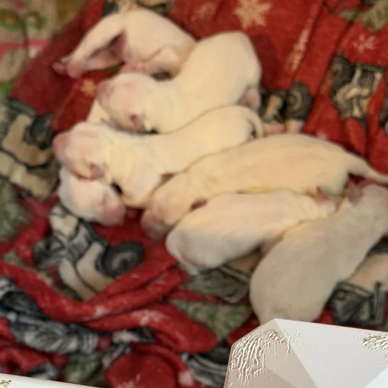 A baby large-sized male White / Cream Mixed Breed dog named Henri for adoption in Huntsville, AL