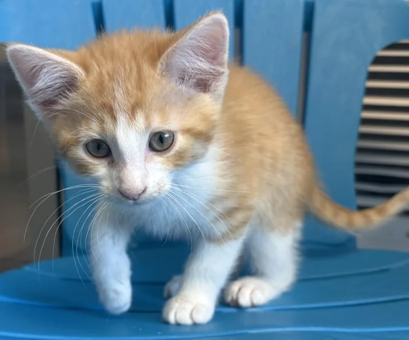 A young medium-sized male Tabby (Orange / Red) Domestic Short Hair cat named Waffles for adoption in Cedar Rapids, IA