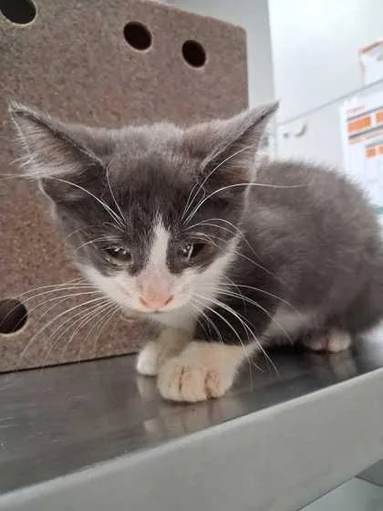 A baby small-sized male Domestic Short Hair cat named Wyatt for adoption in Sevierville, TN