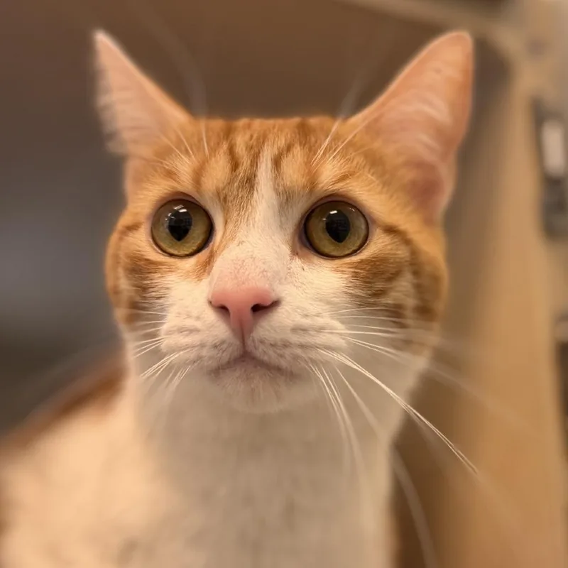 An adult small-sized male Orange / Red Domestic Short Hair cat named Edric for adoption in Gloucester, VA