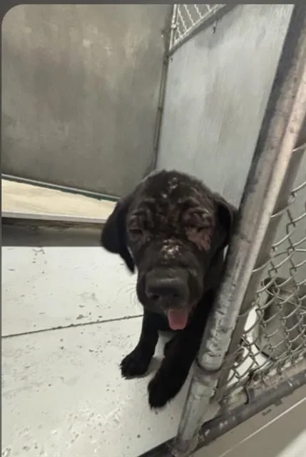 A baby small-sized male Labrador Retriever dog named Bumble for adoption in Conroe, TX