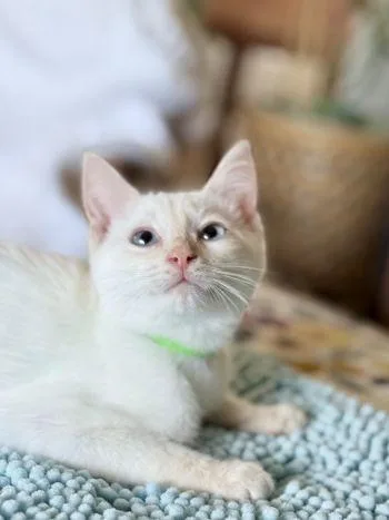 A baby medium-sized male Siamese cat named Zeus for adoption in Davis, CA