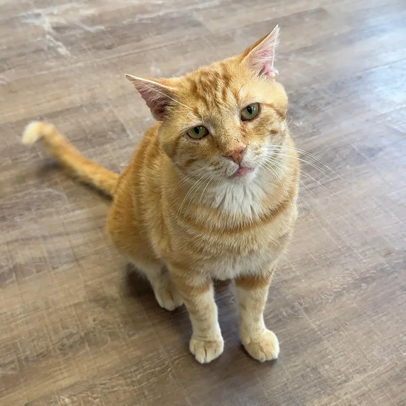 An adult medium-sized male Tabby (Orange / Red) Domestic Short Hair cat named Ralph for adoption in Alma, MI
