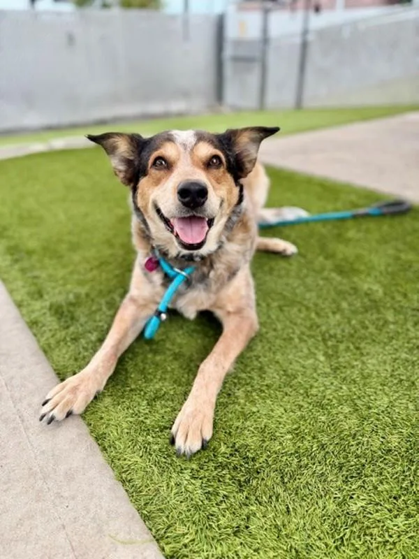 An adult medium-sized female Australian Cattle Dog / Blue Heeler dog named Zendaya for adoption in Salt Lake City, UT