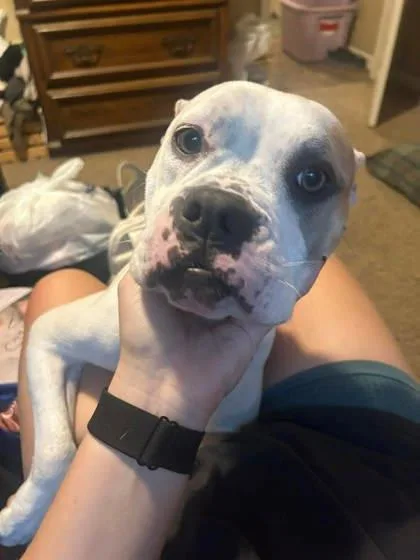 An adult medium-sized female White / Cream Pit Bull Terrier dog named Fizgig for adoption in Kansas City, MO