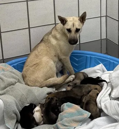 A baby medium-sized female White / Cream Shepherd dog named 61110035 for adoption in El Paso, TX