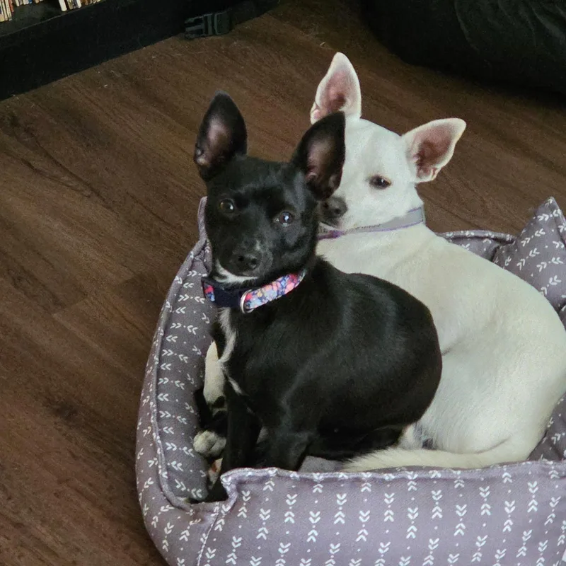 A young small-sized female Chihuahua dog named Betty for adoption in Coldwater, MI