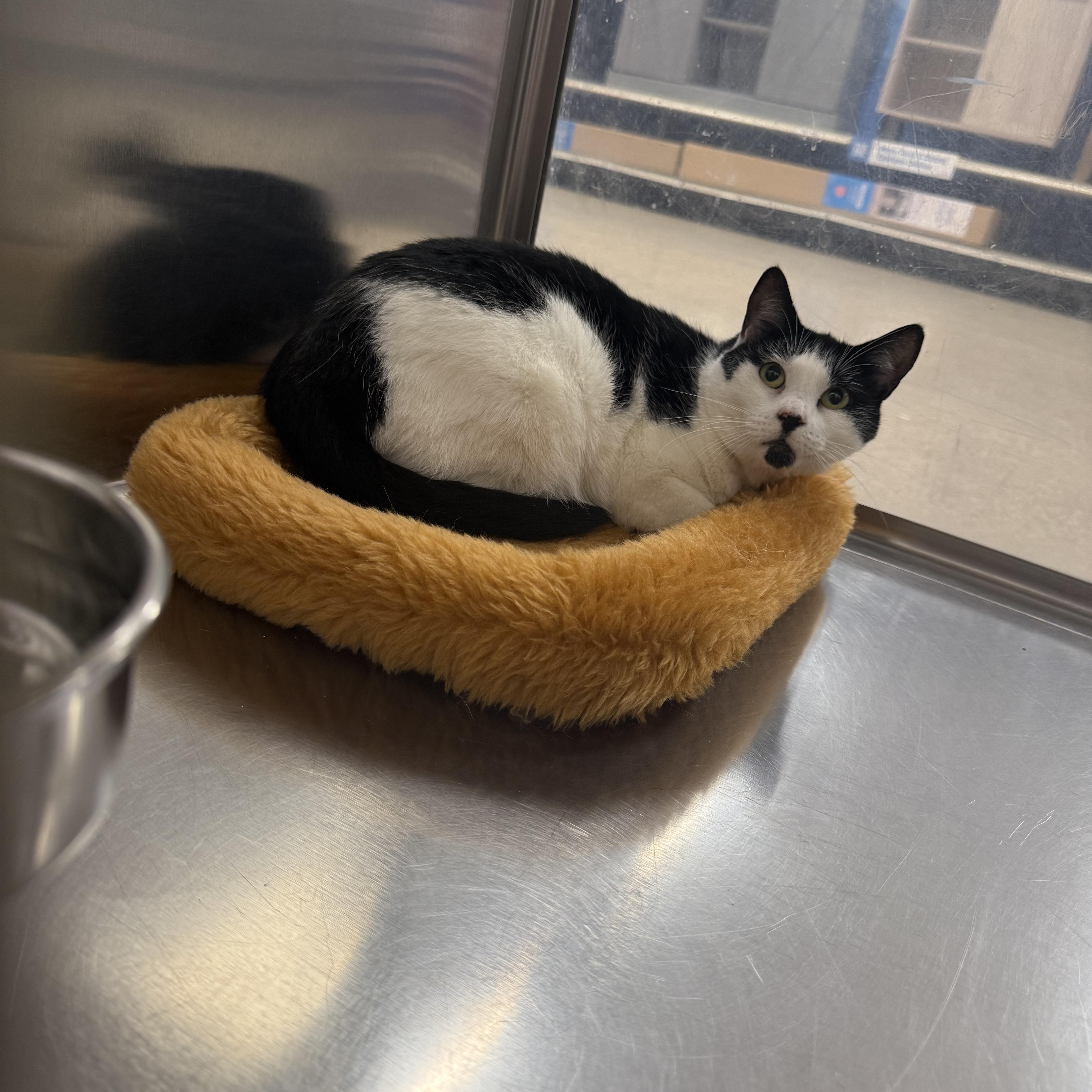 A young large-sized female Black & White / Tuxedo Tuxedo cat named Katie for adoption in Fresno, CA