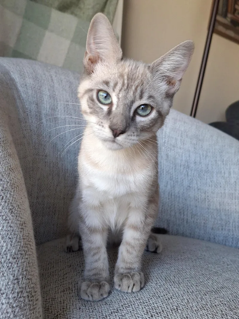 A baby small-sized male Siamese cat named Nico for adoption in Yorba Linda, CA
