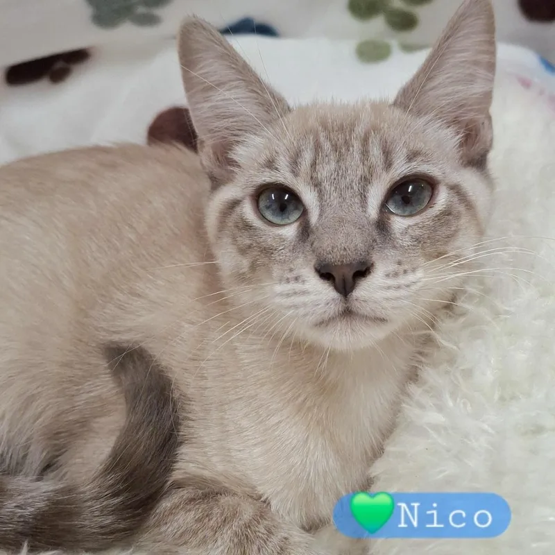 Nico thumbnail 4