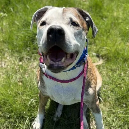 A senior large-sized male Pit Bull Terrier dog named Barack for adoption in Worcester, MA