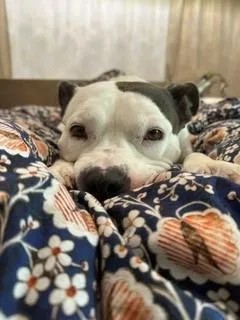 An adult large-sized female Pit Bull Terrier dog named Honey for adoption in Charlotte, NC