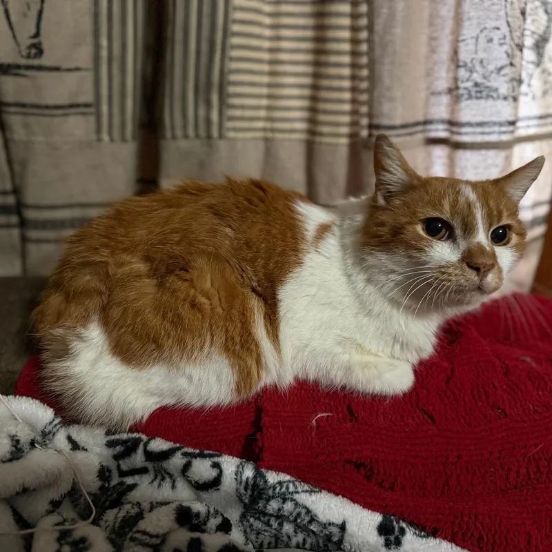 Sandy Cheeks thumbnail 2