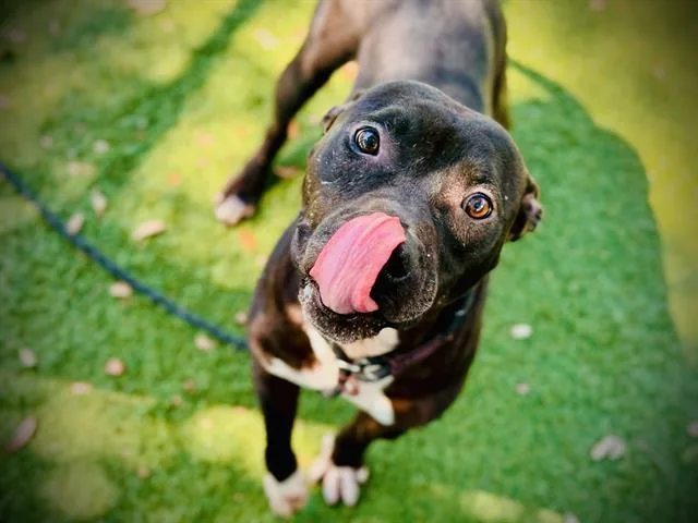 A young medium-sized male Pit Bull Terrier dog named Theorem for adoption in Orlando, FL