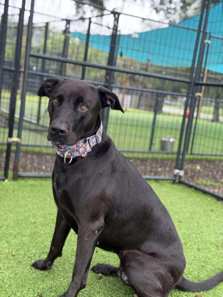 An adult medium-sized female Black Labrador Retriever dog named Scout for adoption in Lakeland, FL
