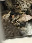 A baby medium-sized male Tabby (Brown / Chocolate) Domestic Long Hair cat named Darren for adoption in Heathsville, VA